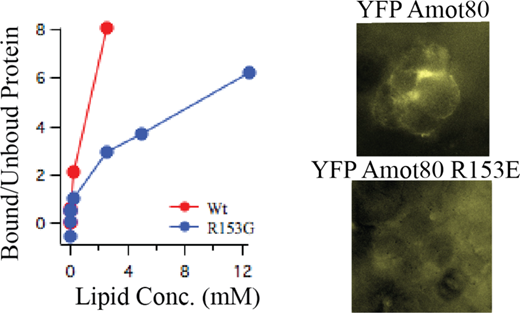 Protein-lipid binding assay showing bound/unbound protein ratios for Wt and R153G variants across lipid concentrations, with YFP Amot80 fluorescence microscopy images