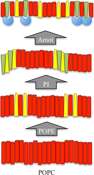 Diagram illustrating the stepwise effect of Amot, PI, POPE, and POPC on lipid membrane bilayer structure